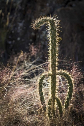 Picture of NEW MEXICO, VALLEY OF FIRES BACKLIT CACTUS