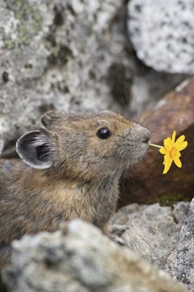 Picture of WA, CASCADE PASS PIKA WITH FLOWER IN MOUTH
