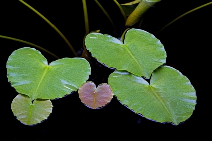 Picture of AK, GLACIER BAY NP POND LILY IN DUNDAS BAY