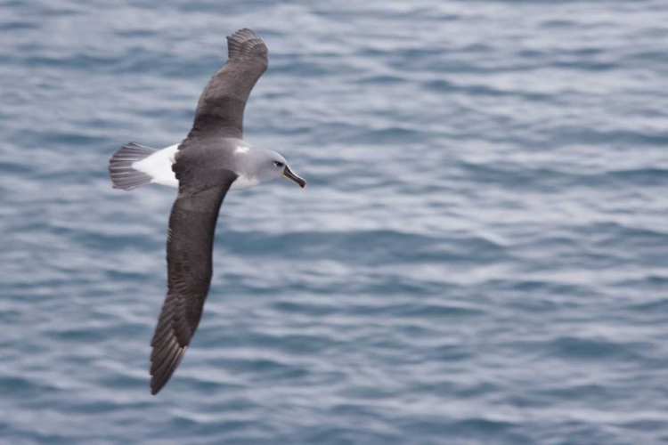 Picture of SOUTH GEORGIA ISLAND GRAY-HEADED ALBATROSS