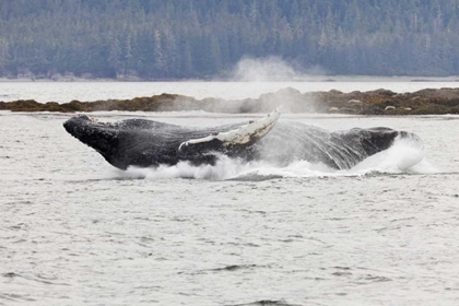 Picture of AK, FREDERICK SOUND HUMPBACK WHALE LUNGING