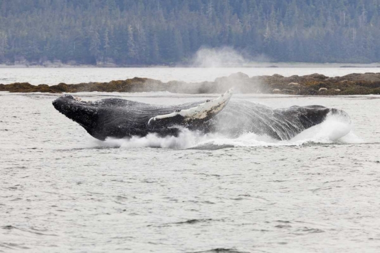 Picture of AK, FREDERICK SOUND HUMPBACK WHALE LUNGING