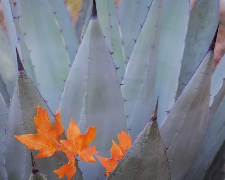 Picture of TX, GUADALUPE MTS NP BIGTOOTH MAPLE LEAVES