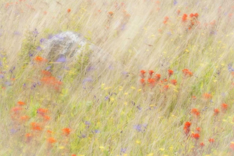 Picture of WA, SAN JUANS FIELD OF FLOWERS AND GRASSES