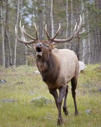 Picture of CANADA, ALBERTA, JASPER NP BULL ELK BUGLING