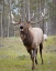 Picture of CANADA, ALBERTA, JASPER NP BULL ELK BUGLING