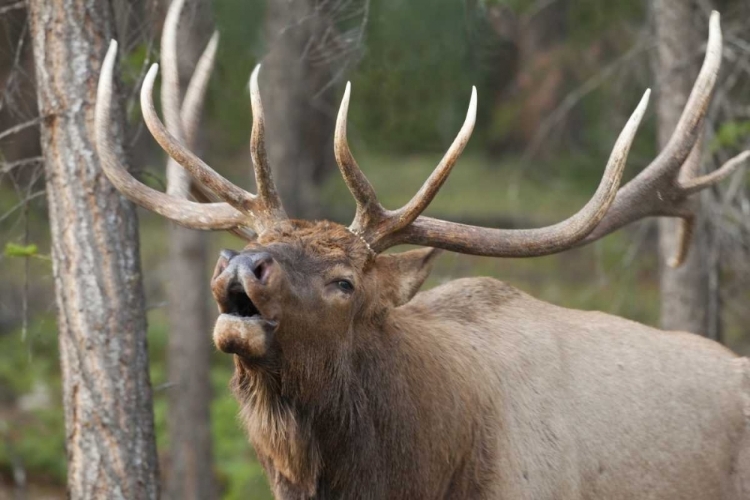 Picture of CANADA, ALBERTA, JASPER NP BULL ELK BUGLING