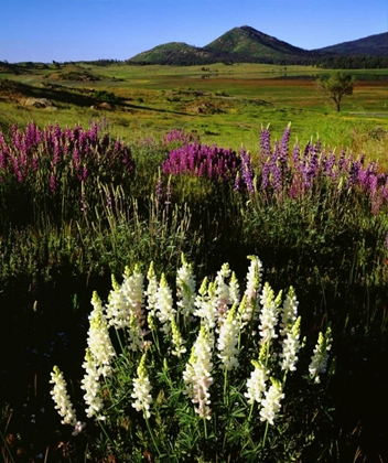 Picture of CA, CUYAMACA RANCHO SP RARE ALBINO LUPINES