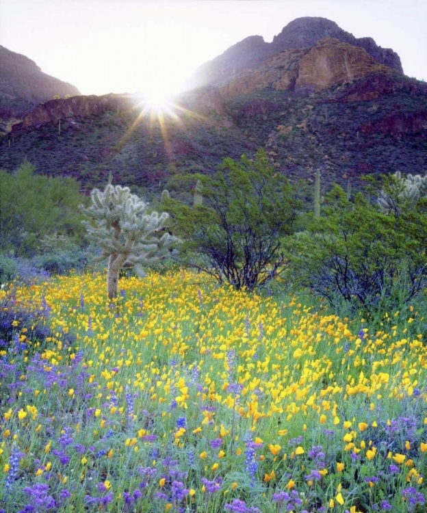 Picture of AZ, ORGAN PIPE CACTUS NM FLOWERS AND CACTI