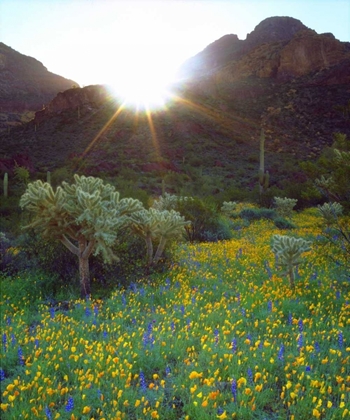 Picture of AZ, ORGAN PIPE CACTUS NM FLOWERS AND CACTI