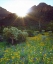 Picture of AZ, ORGAN PIPE CACTUS NM FLOWERS AND CACTI