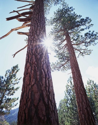 Picture of CA, PONDEROSA PINE TREES IN THE HIGH SIERRA