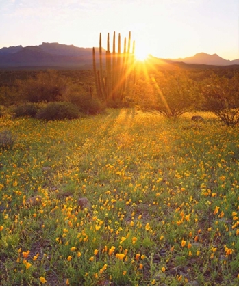 Picture of AZ, ORGAN PIPE CACTUS NP, FLOWERS AND CACTI