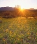 Picture of AZ, ORGAN PIPE CACTUS NP, FLOWERS AND CACTI