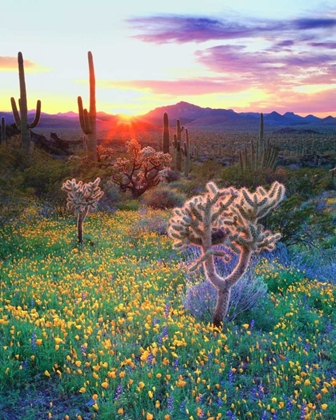 Picture of AZ, ORGAN PIPE CACTUS NP, FLOWERS AND CACTI