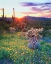 Picture of AZ, ORGAN PIPE CACTUS NP, FLOWERS AND CACTI