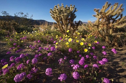 Picture of CA, ANZA-BORREGO DESERT FLOWERS AND CHOLLA