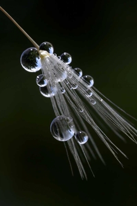 Picture of CA, SAN DIEGO DROPLETS ON A DANDELION SEED