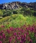 Picture of CA, SAN DIEGO, MISSION TRAILS OWLS CLOVER