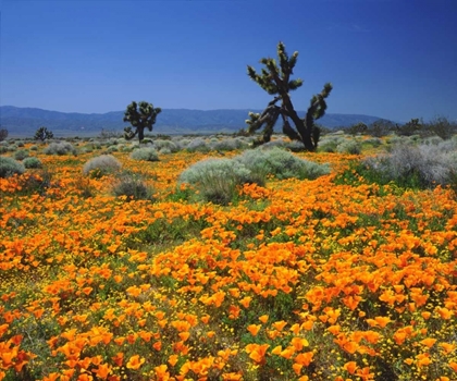 Picture of CA, CALIFORNIA POPPIES AND THE JOSHUA TREES