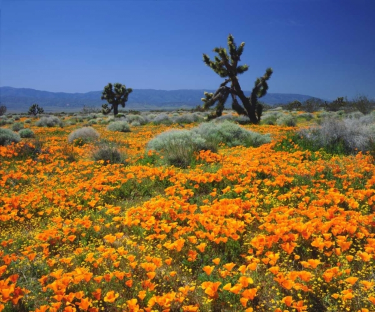 Picture of CA, CALIFORNIA POPPIES AND THE JOSHUA TREES