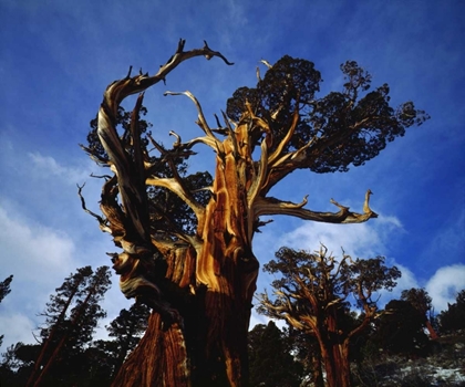 Picture of CA, SIERRA NEVADA OLD-GROWTH JUNIPER TREES