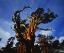 Picture of CA, SIERRA NEVADA OLD-GROWTH JUNIPER TREES