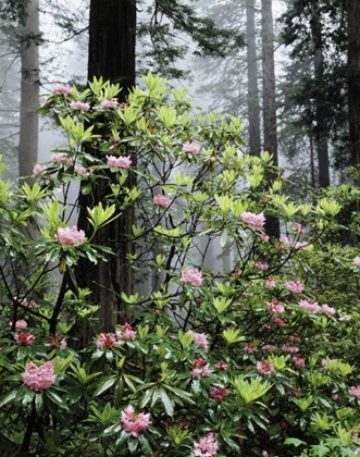Picture of CA REDWOOD TREES WITH RHODODENDRON FLOWERS