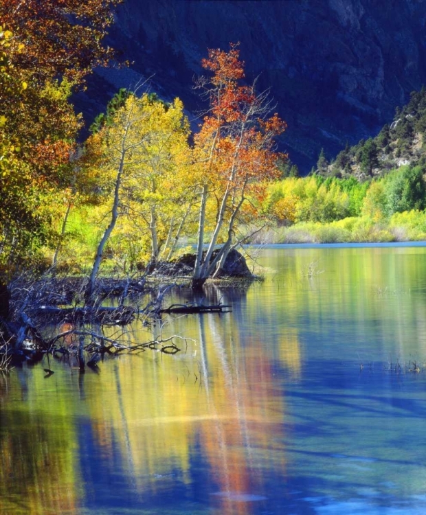 Picture of CA, SIERRA NEVADA, ASPEN TREE BY GRANT LAKE