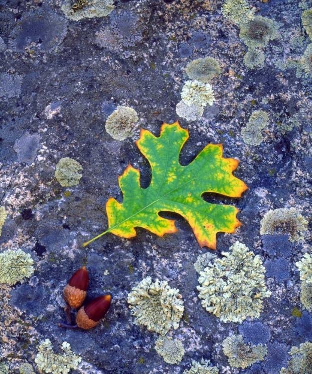 Picture of CA, CUYAMACA RANCHO SP, LICHEN COVERED ROCK