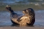 Picture of CA, LA JOLLA A BABY SEAL LIFTING ITS TAIL