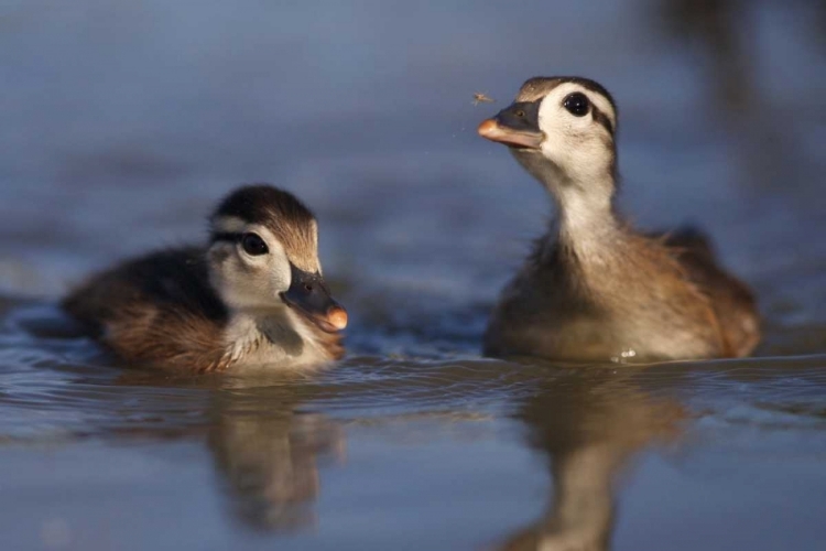 Picture of CA, SAN DIEGO, WOOD DUCKLINGS ON LINDO LAKE