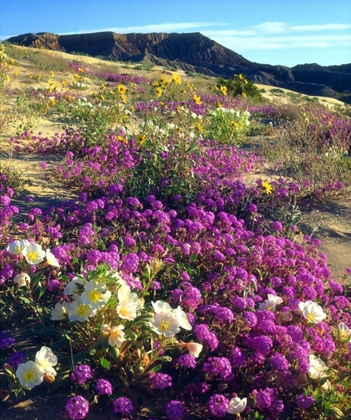 Picture of CA ,ANZA-BORREGO, FLOWERS BELOW FONTS POINT