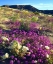Picture of CA ,ANZA-BORREGO, FLOWERS BELOW FONTS POINT