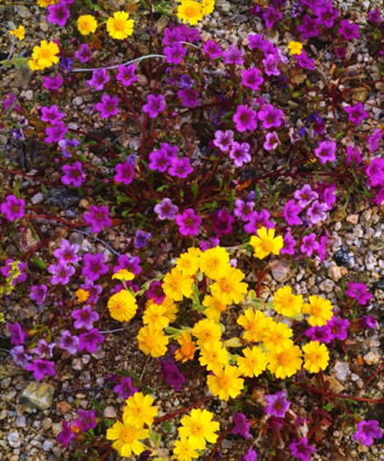 Picture of USA, CALIFORNIA, JOSHUA TREE NP WILDFLOWERS