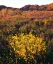 Picture of USA, CALIFORNIA, JOSHUA TREE NP WILDFLOWERS