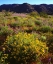 Picture of USA, CALIFORNIA, JOSHUA TREE NP WILDFLOWERS