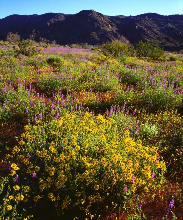 Picture of USA, CALIFORNIA, JOSHUA TREE NP WILDFLOWERS