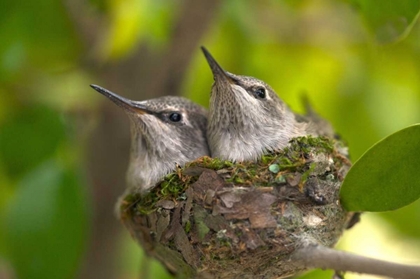 Picture of USA, CALIFORNIA, LAKESIDE, BABY HUMMINGBIRDS