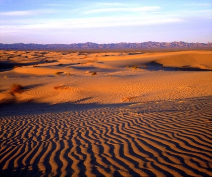 Picture of USA, CALIFORNIA, GLAMIS SAND DUNES AT SUNSET