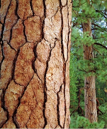 Picture of USA, CALIFORNIA, YOSEMITE NP PONDEROSA PINE