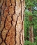Picture of USA, CALIFORNIA, YOSEMITE NP PONDEROSA PINE