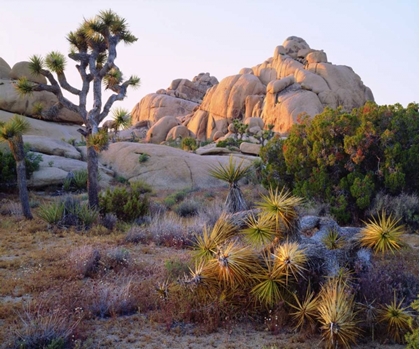 Picture of CALIFORNIA, JOSHUA TREE NP DESERT LANDSCAPE