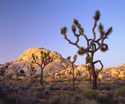 Picture of CALIFORNIA, JOSHUA TREE NP DESERT LANDSCAPE