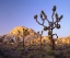 Picture of CALIFORNIA, JOSHUA TREE NP DESERT LANDSCAPE