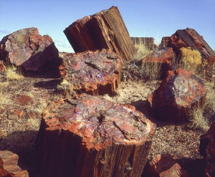 Picture of ARIZONA, PETRIFIED FOREST NP PETRIFIED LOGS