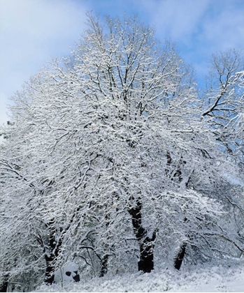 Picture of CALIFORNIA, CLEVELAND NF SNOW-COVERED TREES