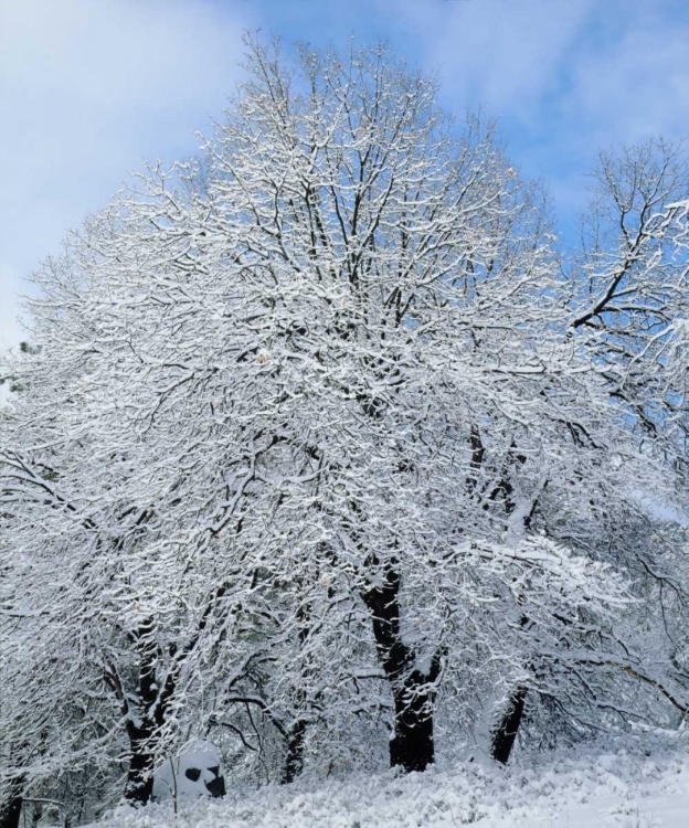 Picture of CALIFORNIA, CLEVELAND NF SNOW-COVERED TREES
