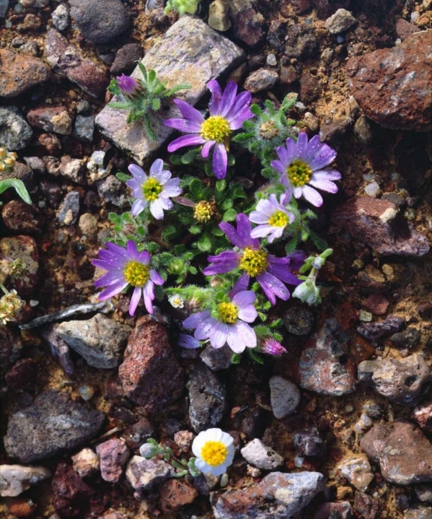 Picture of ARIZONA, WILDFLOWERS IN ORGAN PIPE CACTUS NM