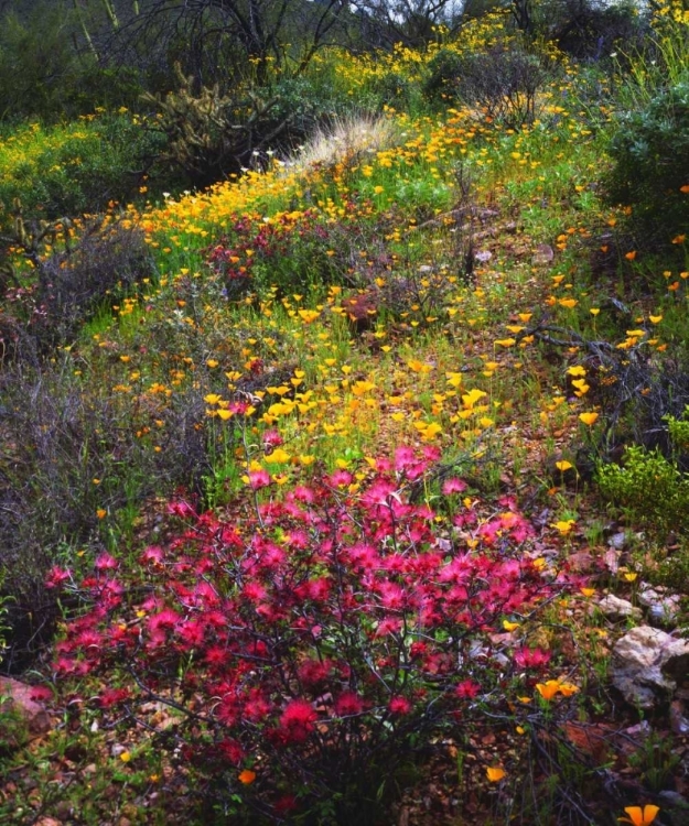 Picture of ARIZONA, WILDFLOWERS IN ORGAN PIPE CACTUS NM